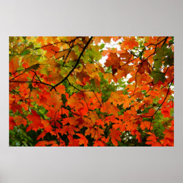 Póster Autumn Leaves Poster