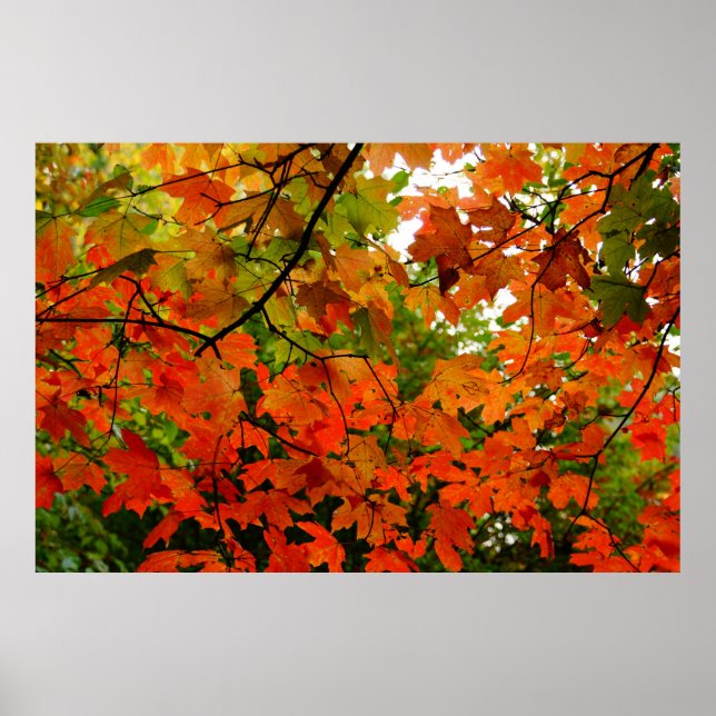 Póster Autumn Leaves Poster (Frente)
