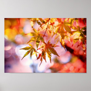 Póster Autumn Leaves Poster