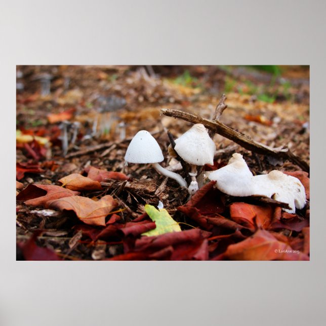 Póster Autumn Mushrooms (Frente)