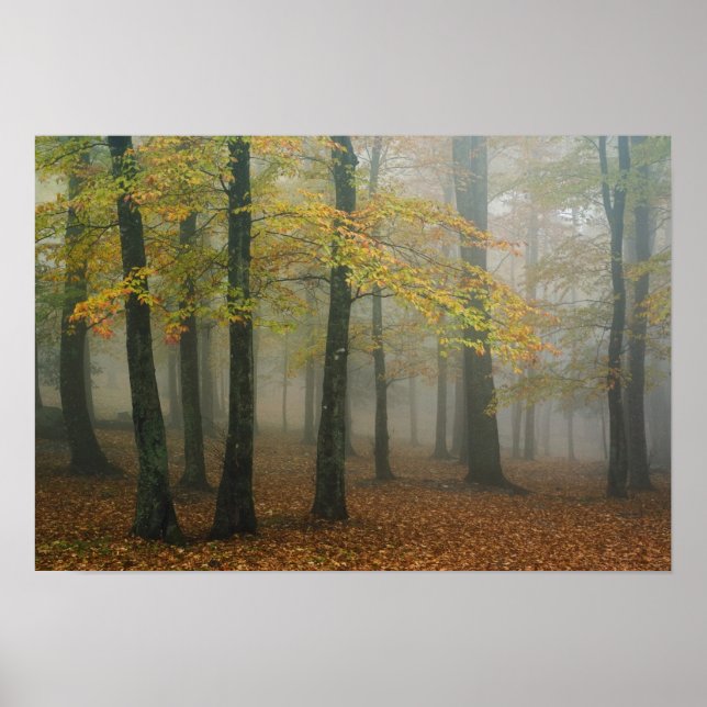 Póster Autumn view of foggy forest, Grandfather 3 (Frente)