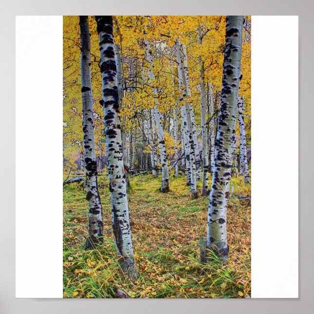 Póster Autumn Woods (Frente)