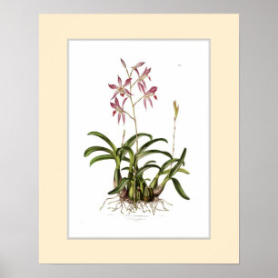 Póster Autumnalis del Laelia, frontera de encargo