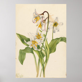 Póster Avalanche Lily (Erythronium montanum)