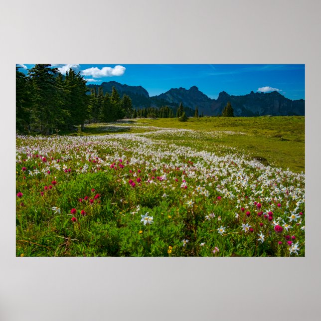 Póster Avalanche Lily Superbloom (Frente)