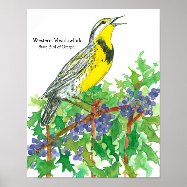 Póster Ave acuarela de Meadowlark Occidental (Frente)