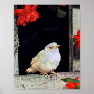 Póster Ave albino robin RARE