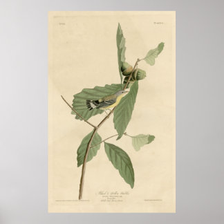 Póster Ave, América, Ajarijo Amarillo Negro, Audubon, Vin