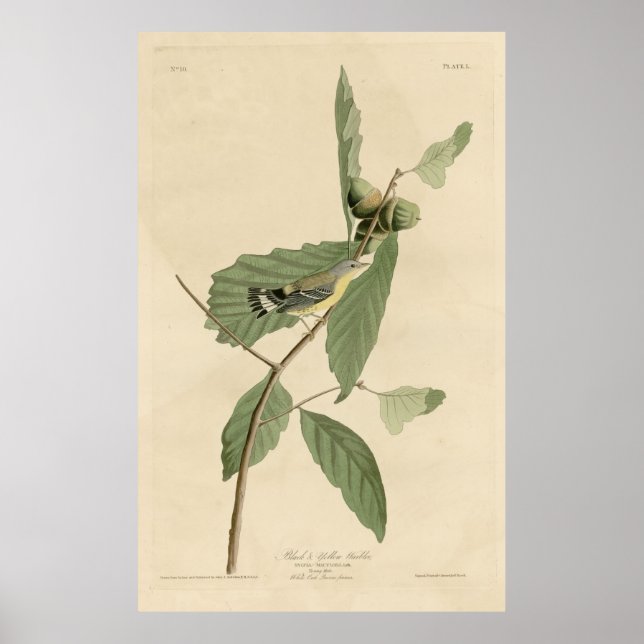 Póster Ave, América, Ajarijo Amarillo Negro, Audubon, Vin (Frente)