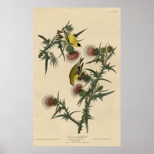 Póster Ave, América, American Goldfinch, Audubon, Vintag (Frente)