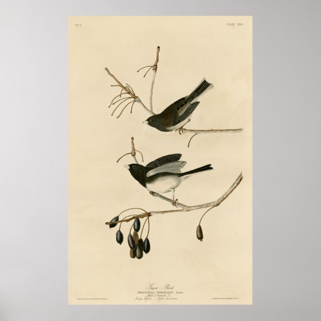Póster Ave, América, Ave de Nieve, Audubon, Vintage (Frente)