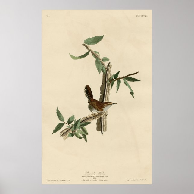 Póster Ave, América, Bewick Wren, Audubon, Vintage (Frente)