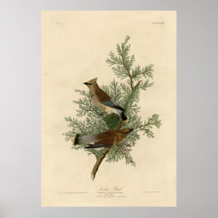 Póster Ave, América, pájaro cedro, audubón, cosecha