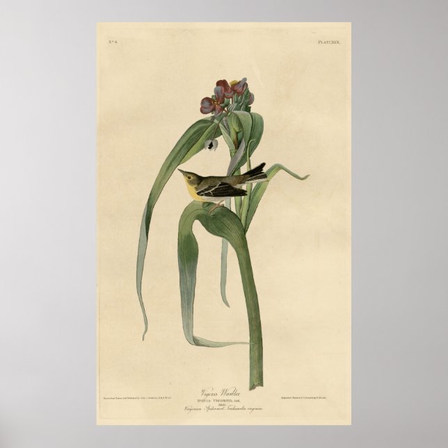 Póster Ave, América, Vigor Warbler, Audubon, Vintage (Frente)
