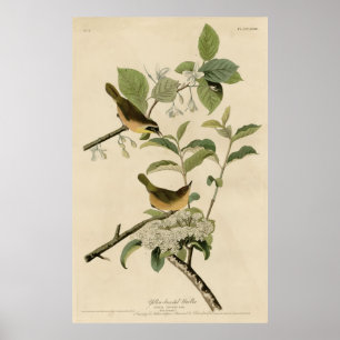 Póster Ave, América, Warbler Amarillo, Audubon