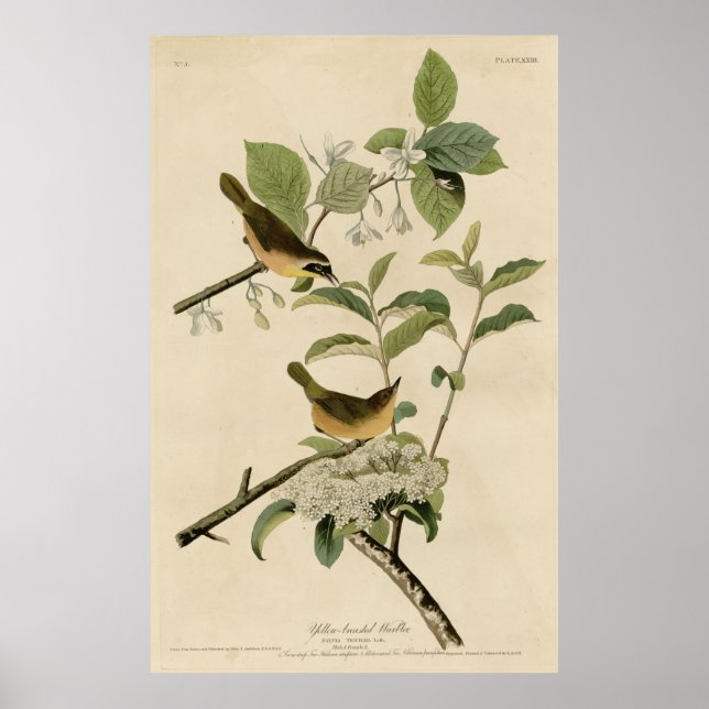 Póster Ave, América, Warbler Amarillo, Audubon (Frente)
