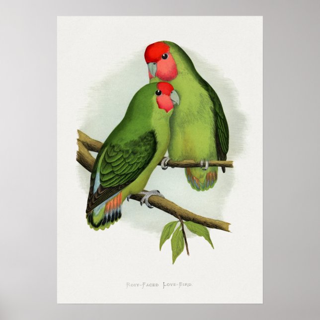 Póster Ave-Amor Rojo (Agapornis roseicollis) (Frente)