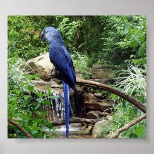 Póster Ave azul del paraíso