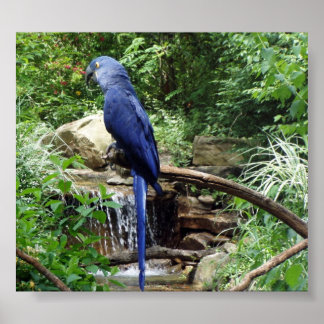 Póster Ave azul del paraíso