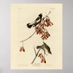 Póster Ave de arroz (Bobolink) - Aves de América de Audub