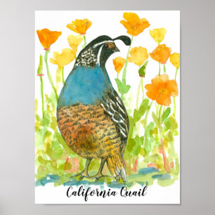 Póster Ave de cola de California
