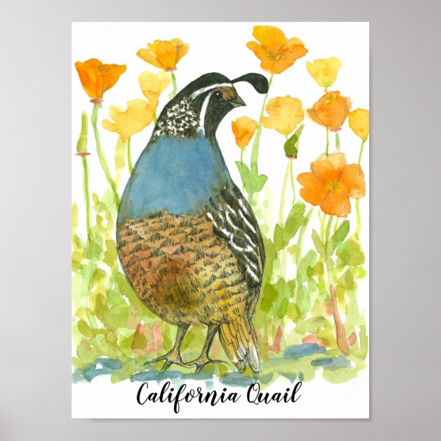 Póster Ave de cola de California (Frente)