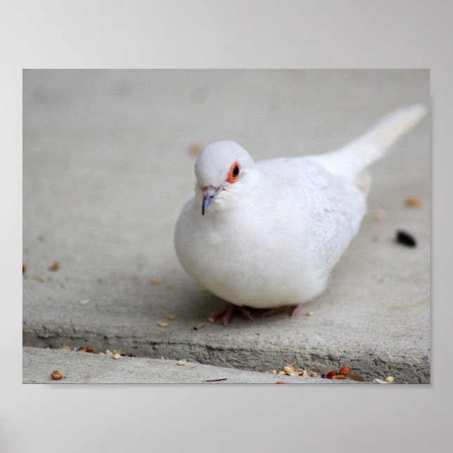 Póster Ave de Diamond (Frente)