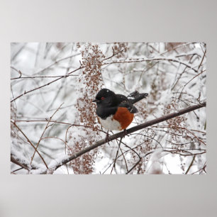 Póster Ave de invierno en la nieve