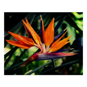 Póster Ave de la flor del paraíso.