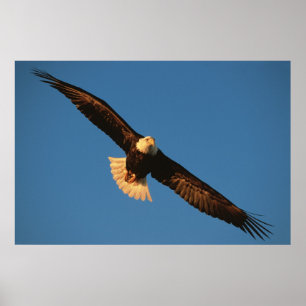 Póster Ave de presa, águila calva en vuelo, Kachemak