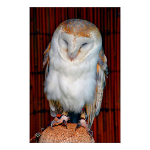 Póster Ave De Tyto Alba, Lechuza De Barn, De Prey