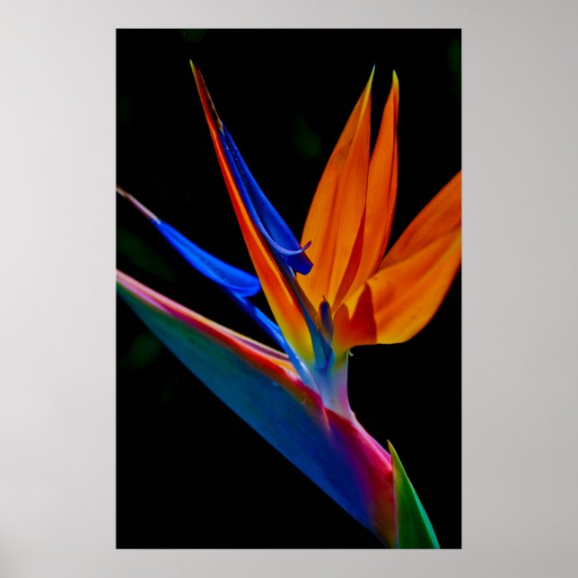 Póster Ave del paraíso (Frente)