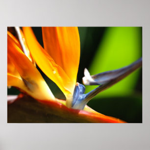 Póster Ave del paraíso