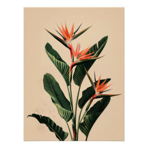 Póster Ave del paraíso