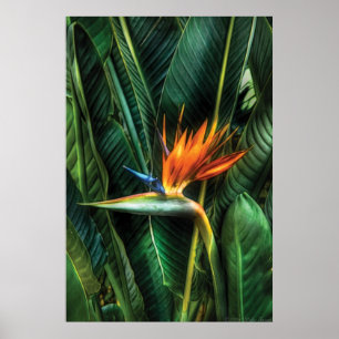 Póster Ave del paraíso