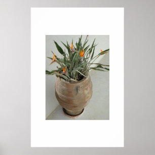 Póster Ave del paraíso