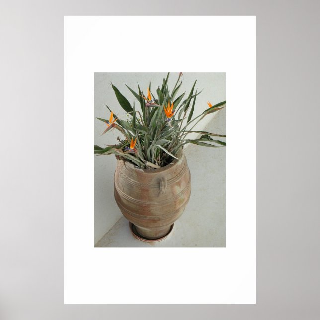 Póster Ave del paraíso (Frente)