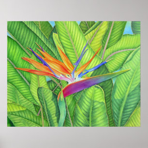 Póster Ave del paraíso