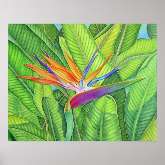Póster Ave del paraíso (Frente)