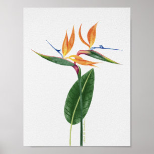 Póster Ave del Paraíso Acuarela Botánica Tropical