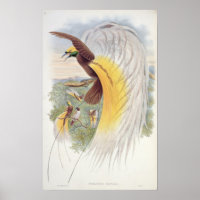 Ave del paraíso, de los 'Aves de Nueva Guinea'