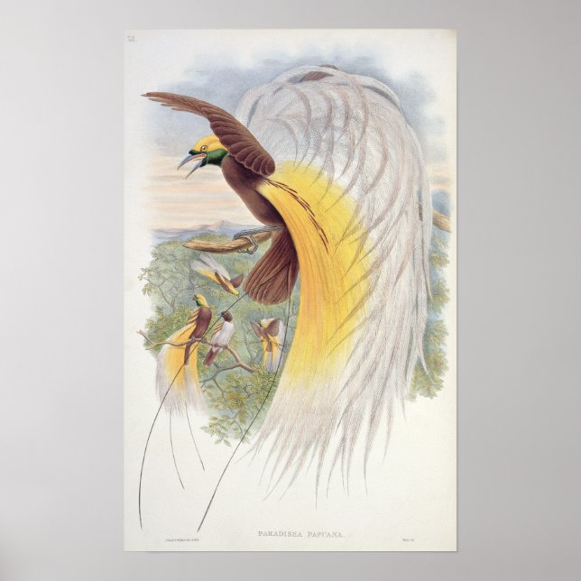 Póster Ave del paraíso, de los 'Aves de Nueva Guinea' (Frente)