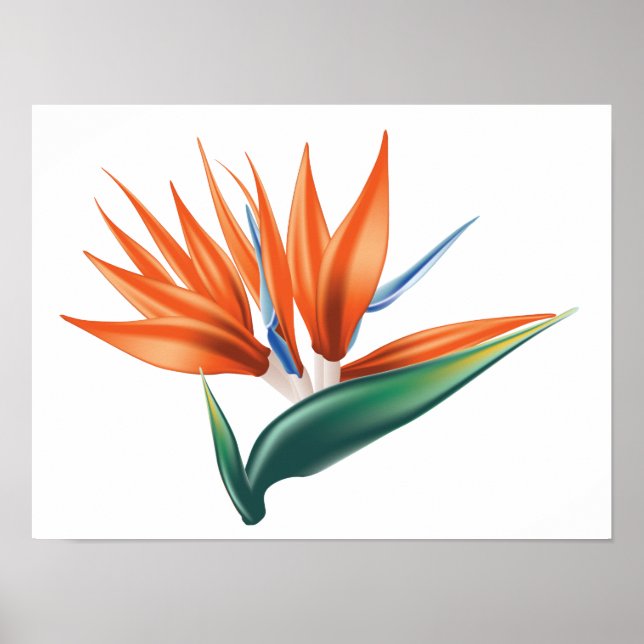 Póster Ave del paraíso, flor exótica estrelitzia (Frente)