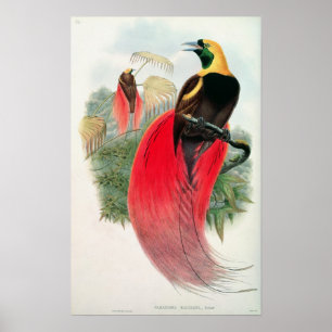 Póster Ave del paraíso, grabado por T. Walter