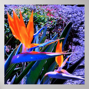 Póster Ave del paraíso Hawaii