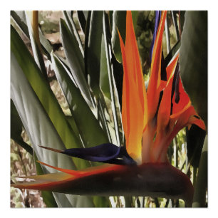 Póster Ave del Paraíso Strelitzia Reginae Acrílico Painti