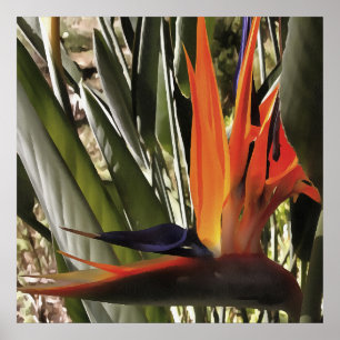 Póster Ave del Paraíso Strelitzia Reginae Acrílico Painti