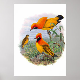 Póster Ave Dorada Vintage Del Paraíso