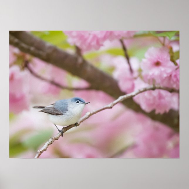 Póster Ave en árbol de flores rosadas (Frente)