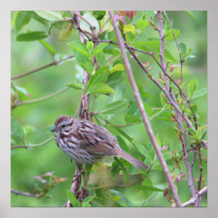 Póster Ave en un Poster de sucursal